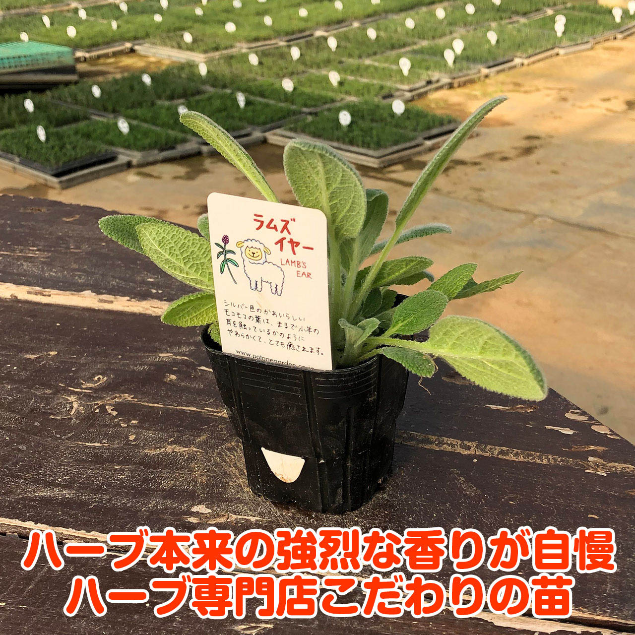 楽天市場 ハーブ 苗 ラムズイヤー ハーブティー 栽培キット 寄せ植え 鉢植え タイム 乾燥 ドライハーブ セット 室内 プランター 種 ラベンダー 苗木 花苗 観葉植物 ハーブガーデン ハーブミックス ハーブの土 かわいい ハーブ苗のポタジェガーデン