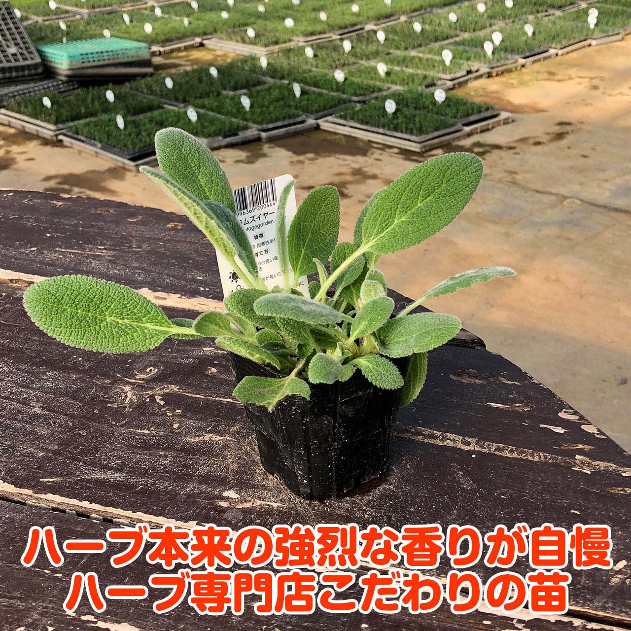 楽天市場 ハーブ 苗 ラムズイヤー ハーブティー 栽培キット 寄せ植え 鉢植え タイム 乾燥 ドライハーブ セット 室内 プランター 種 ラベンダー 苗木 花苗 観葉植物 ハーブガーデン ハーブミックス ハーブの土 かわいい ハーブ苗のポタジェガーデン