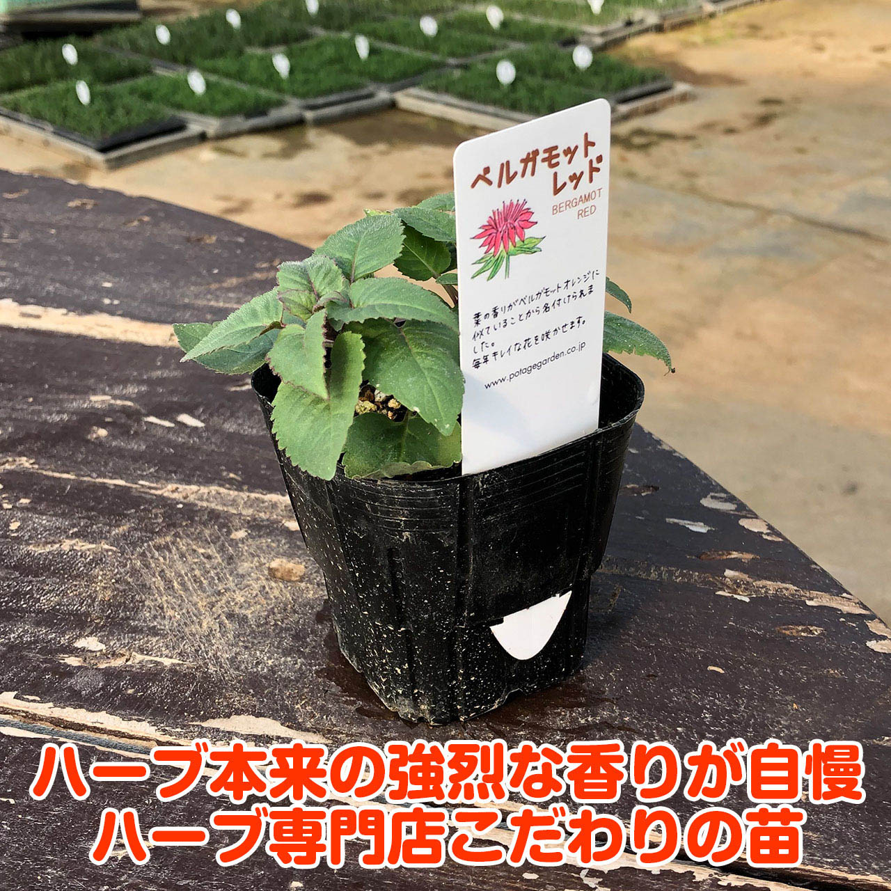 楽天市場 ハーブ 苗 ベルガモットレッド ハーブティー 栽培キット 寄せ植え 鉢植え タイム 乾燥 ドライハーブ セット 室内 プランター 種 ラベンダー 苗木 花苗 観葉植物 ハーブガーデン ハーブミックス ハーブの土 かわいい ハーブ苗のポタジェガーデン