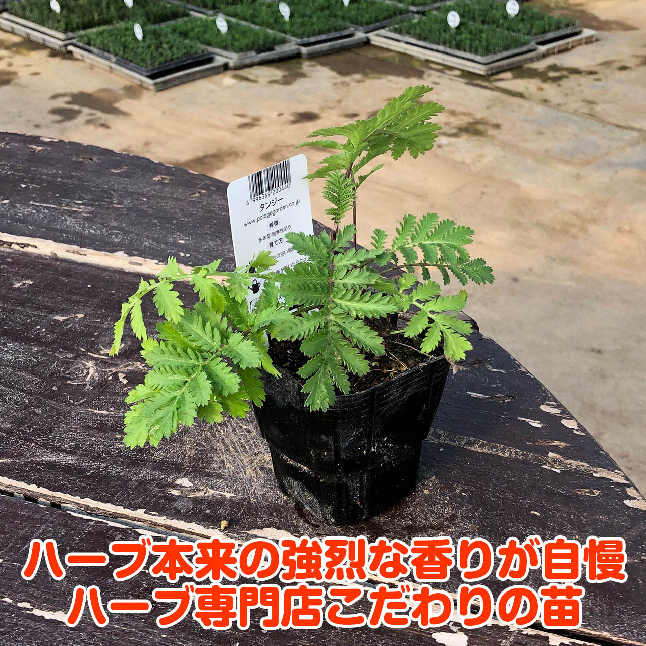 楽天市場 ハーブ 苗 タンジー ハーブティー 栽培キット 寄せ植え 鉢植え タイム 乾燥 ドライハーブ セット 室内 プランター 種 ラベンダー 苗木 花苗 観葉植物 ハーブガーデン ハーブミックス ハーブの土 かわいい ハーブ苗のポタジェガーデン