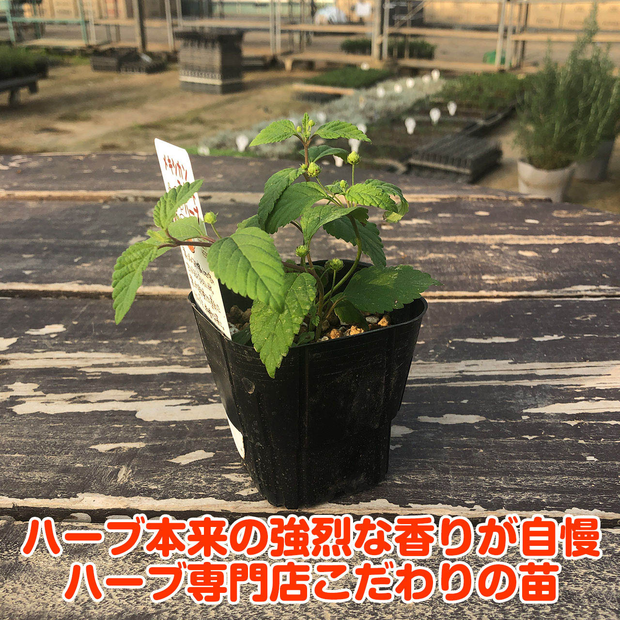 楽天市場 本日p2倍 ハーブ 苗 メキシカンスイートハーブ 花苗 苗木 多年生 多年草 栽培 寄せ植え 育て方 使い方 野菜 収穫 時期 作り方 乾燥 ドライ アロマ 香水 解熱 血圧降下 サルビア セージグリーン 色 お香 花 花言葉 浄化スプレー 猫 Purpleセージ ハーブ苗