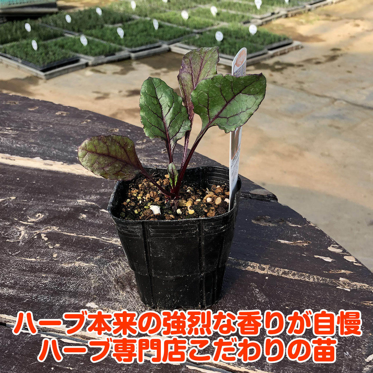 楽天市場 土日もp2倍 野菜 苗 ビートルート ビーツ ハーブティー ハーブガーデン 栽培キット 花苗 ガーデニング ドライハーブ セット 室内 プランター 寄せ植え ティーバッグ ハーブウォーター 乾燥 料理 プランター 家庭菜園 キット ハーブ苗のポタジェガーデン