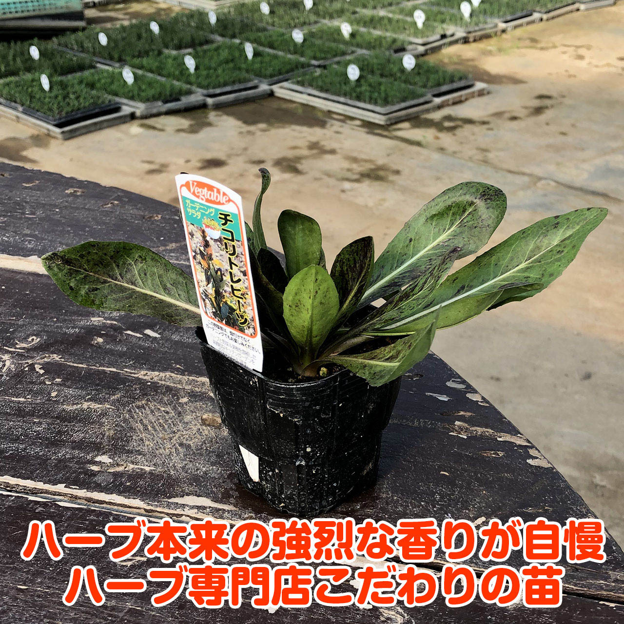 楽天市場 野菜 苗 チコリトレビーゾ ハーブティー 栽培キット 寄せ植え 鉢植え タイム 乾燥 ドライハーブ セット 室内 プランター 種 ラベンダー 苗木 花苗 観葉植物 ハーブガーデン ハーブミックス ハーブの土 かわいい ハーブ苗のポタジェガーデン