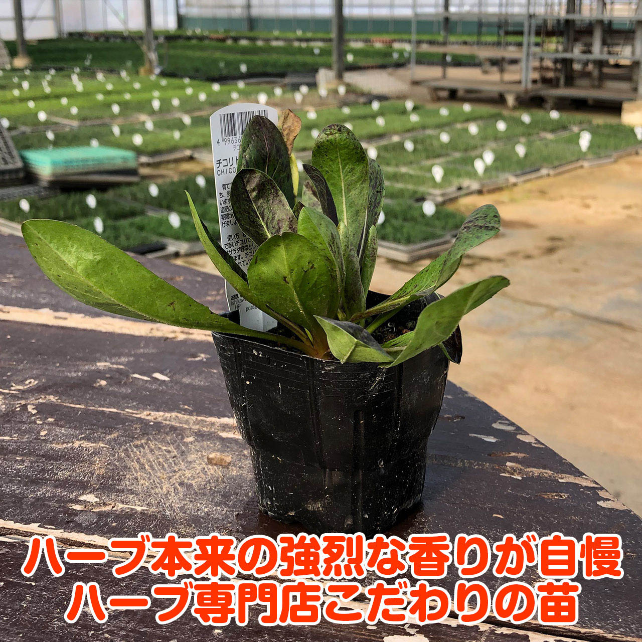 楽天市場 本日p2倍 野菜 苗 チコリトレビーゾ ハーブティー 栽培キット 寄せ植え 鉢植え タイム 乾燥 ドライハーブ セット 室内 プランター 種 ラベンダー 苗木 花苗 観葉植物 ハーブガーデン ハーブミックス ハーブの土 かわいい ハーブ苗のポタジェガーデン