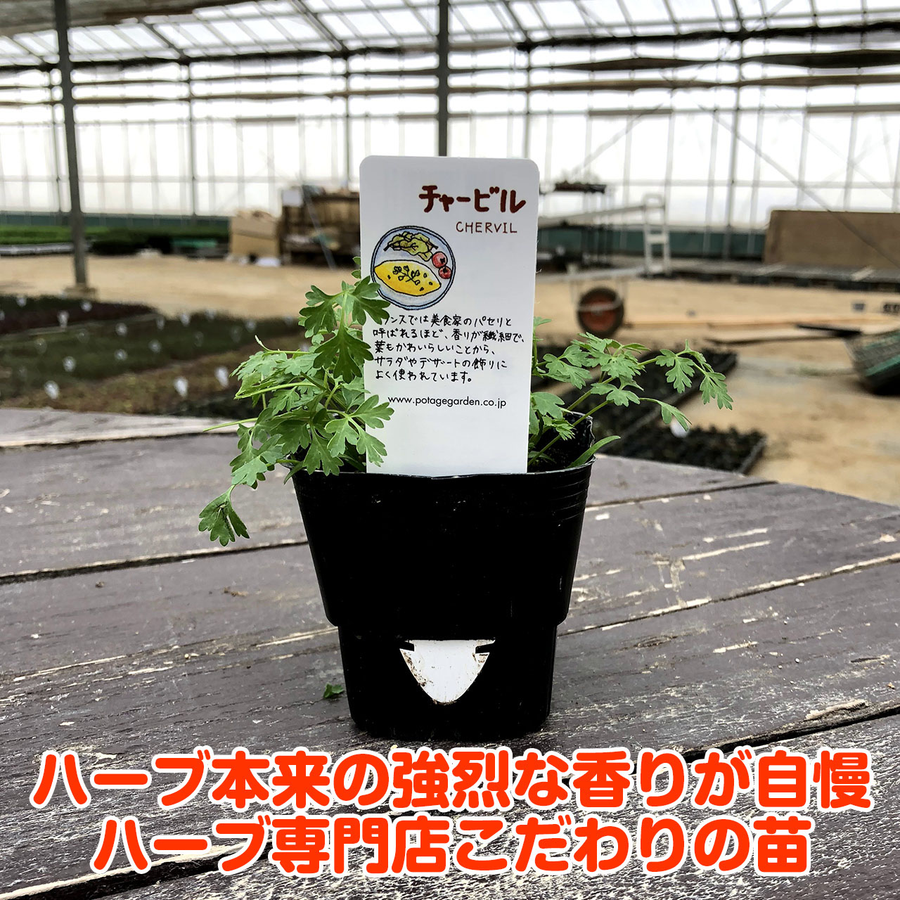 楽天市場 本日p5倍 秋 野菜苗 チャービル ハーブ 苗 栽培キット 寄せ植え 鉢植え タイム 乾燥 ドライハーブ セット 室内 プランター 種 ラベンダー 苗木 花苗 観葉植物 ハーブガーデン ハーブミックス ハーブの土 かわいい ハーブ苗のポタジェガーデン