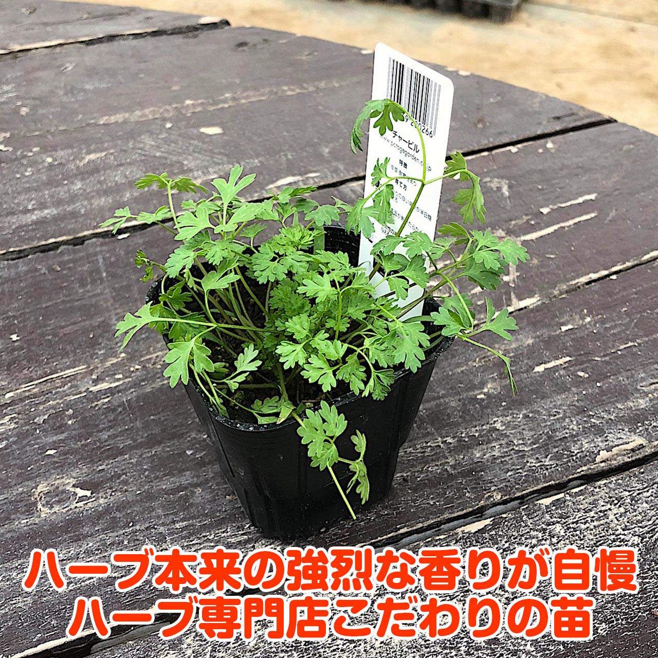 楽天市場 本日p5倍 秋 野菜苗 チャービル ハーブ 苗 栽培キット 寄せ植え 鉢植え タイム 乾燥 ドライハーブ セット 室内 プランター 種 ラベンダー 苗木 花苗 観葉植物 ハーブガーデン ハーブミックス ハーブの土 かわいい ハーブ苗のポタジェガーデン