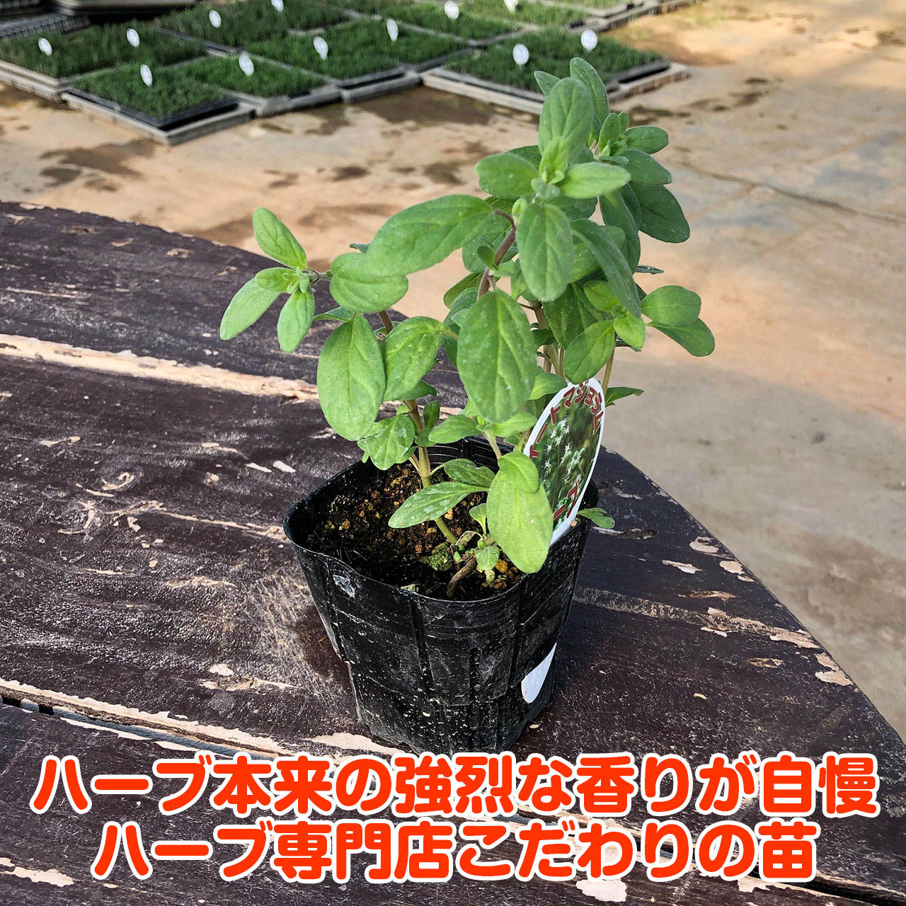 楽天市場 本日p2倍 ハーブ 苗 スイートマジョラム 苗木 料理 ハーブ苗専門店 感動する香り Herb ハーブ苗のポタジェガーデン