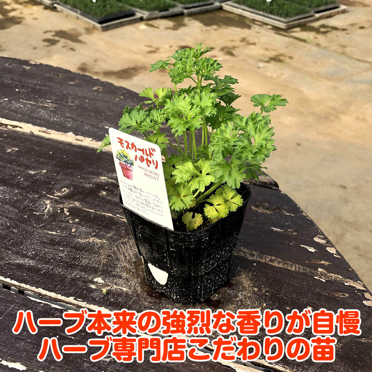 楽天市場 本日p2倍 ハーブ 苗 モスカールドパセリ ハーブティー 栽培キット 寄せ植え 鉢植え タイム 乾燥 ドライハーブ セット 室内 プランター 種 ラベンダー 苗木 花苗 観葉植物 ハーブガーデン ハーブミックス ハーブの土 かわいい ハーブ苗のポタジェガーデン