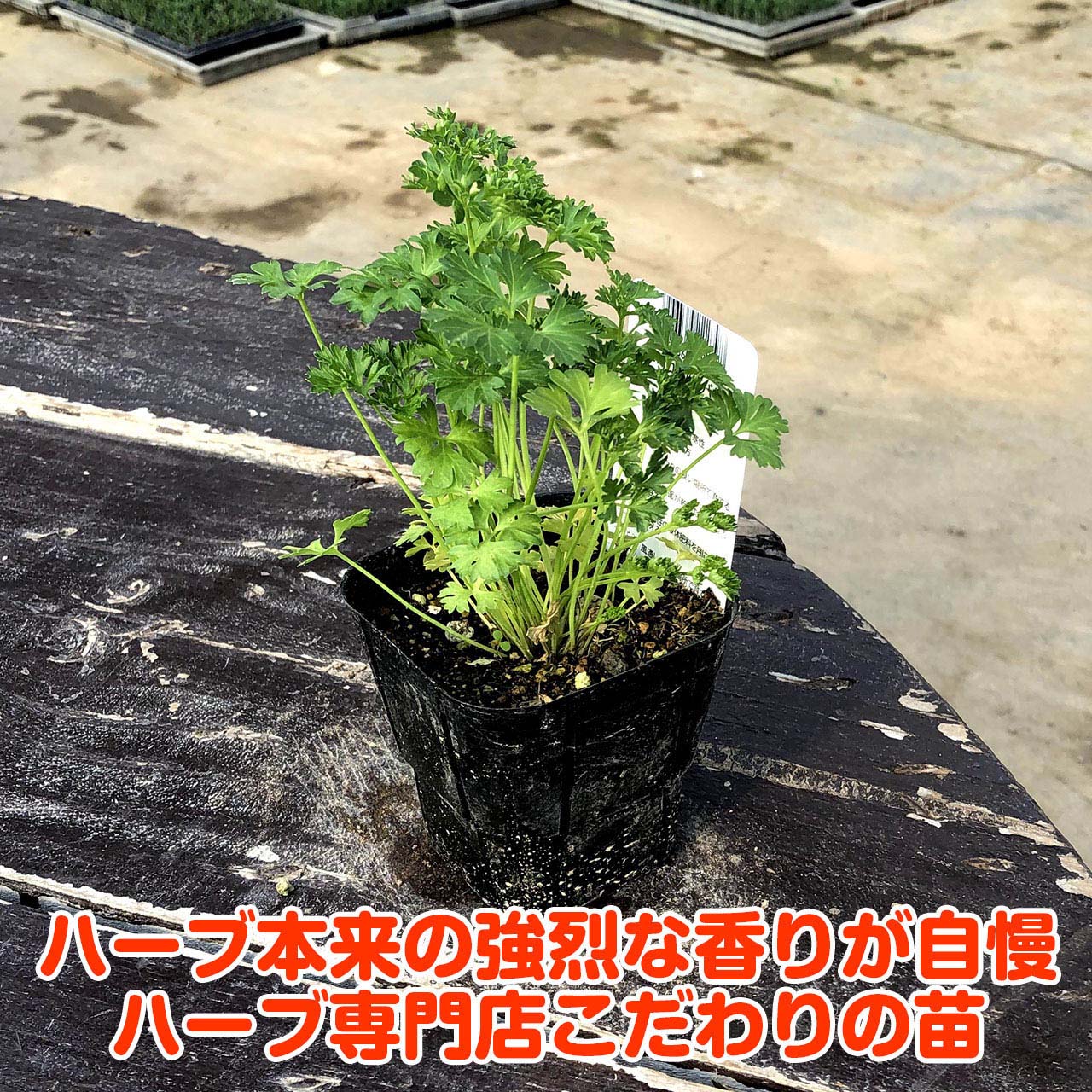 楽天市場 本日p2倍 ハーブ 苗 モスカールドパセリ ハーブティー 栽培キット 寄せ植え 鉢植え タイム 乾燥 ドライハーブ セット 室内 プランター 種 ラベンダー 苗木 花苗 観葉植物 ハーブガーデン ハーブミックス ハーブの土 かわいい ハーブ苗のポタジェガーデン