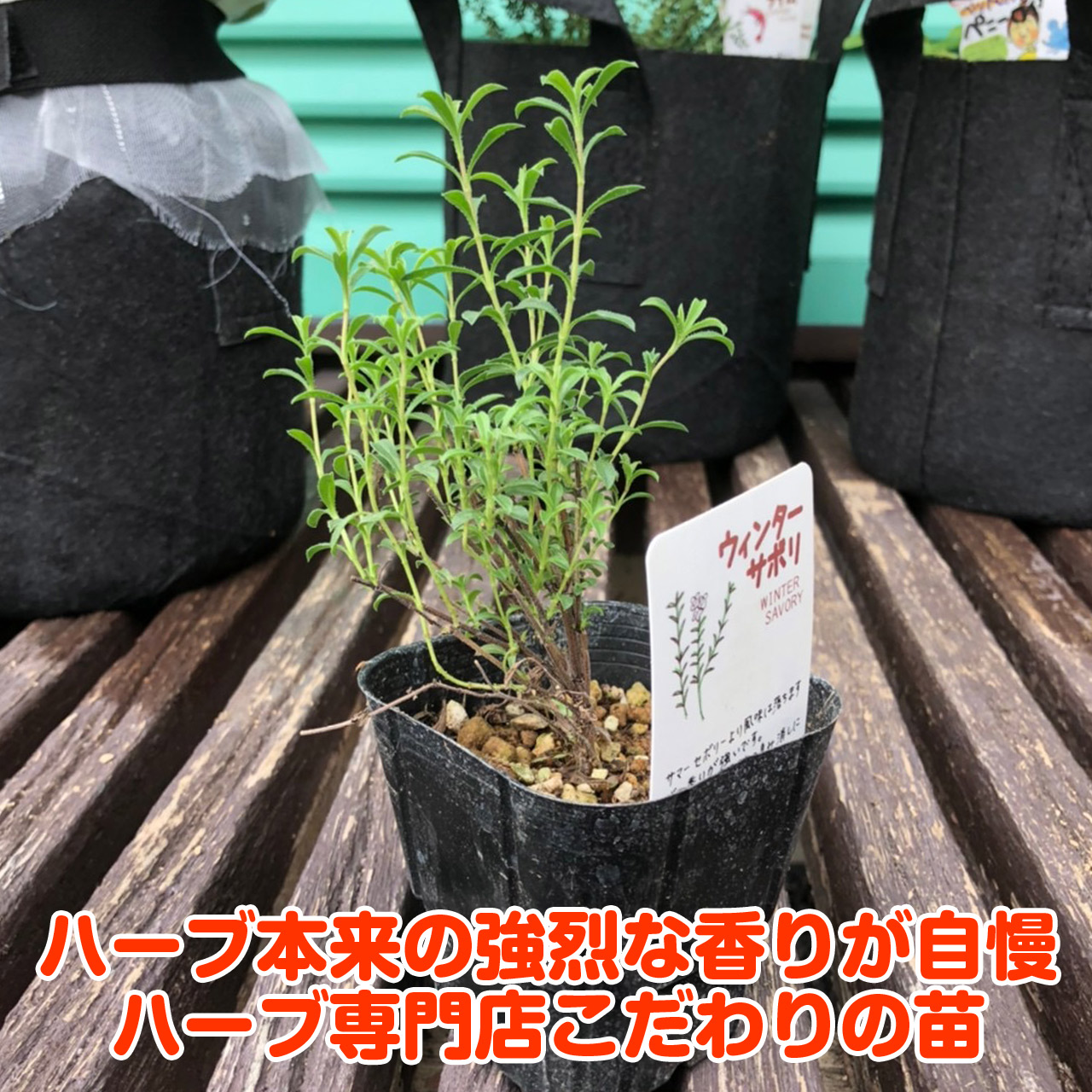 楽天市場 本日p2倍 ハーブ 苗 ウインターセボリー サボリー ハーブ苗専門店 花苗 ハーブティー 感動する香りを産地直送で ハーブ 苗のポタジェガーデン