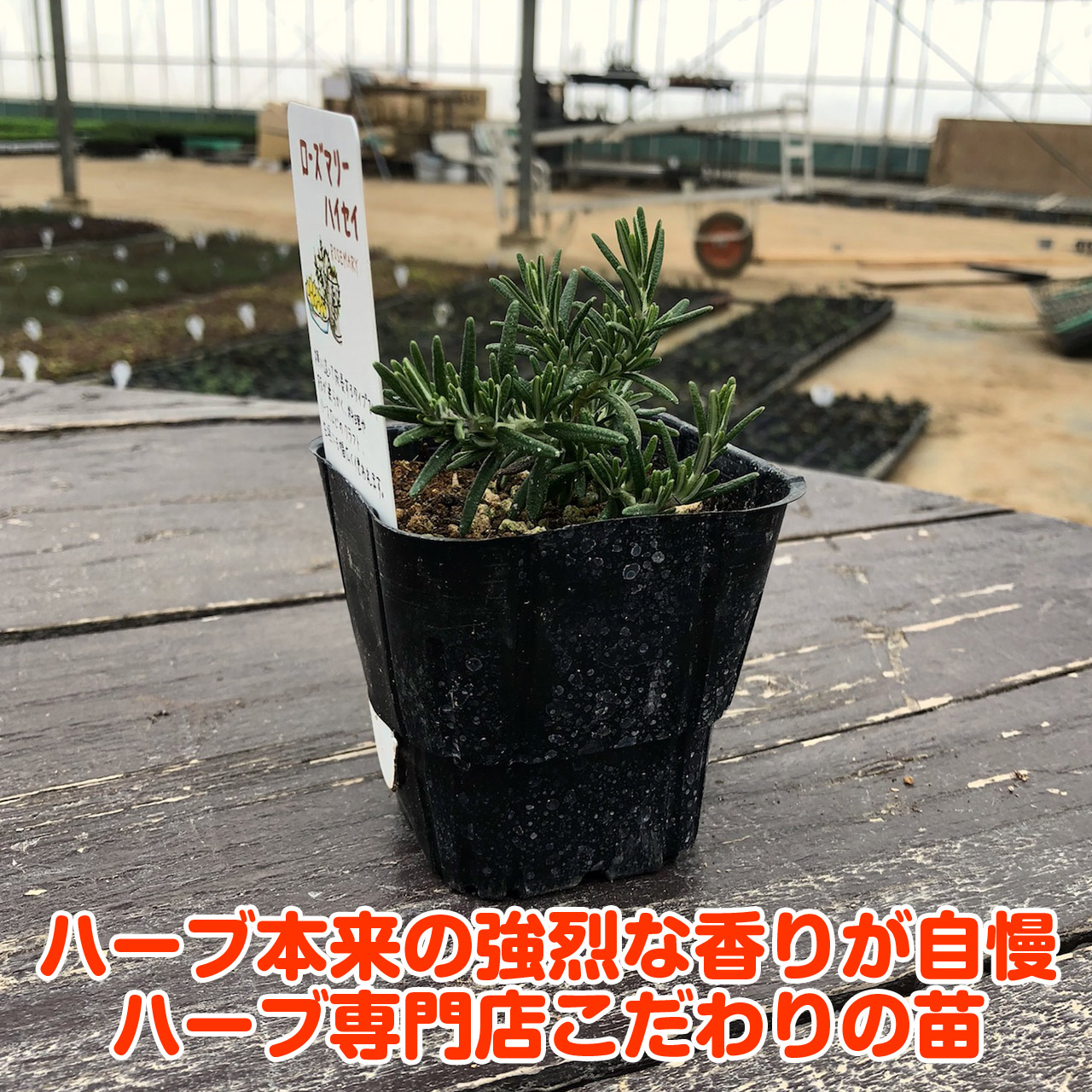 楽天市場 本日p2倍 ハーブ 苗 ローズマリー 這性 精油 鉢 鉢植え 花苗 苗木 栽培 室内 庭 ベランダ 食用 育て方 使い方 選び方 ガーデン 卸 ドライフラワー アロマオイル 効能 ラベンダー ミント タイム 寄せ植え レシピ 挿し木 花言葉 花 ギフト 誕生日 プレゼント