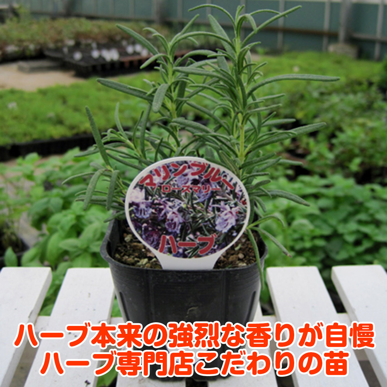 楽天市場 限定クーポン ハーブ 苗 ローズマリー マリンブルー 精油 鉢 鉢植え 花苗 苗木 栽培キット 室内 庭 ベランダ 食用 育て方 使い方 ガーデン 卸 ドライフラワー アロマオイル 効能 ラベンダー ミント タイム 寄せ植え 花 ギフト 誕生日 プレゼント マリン