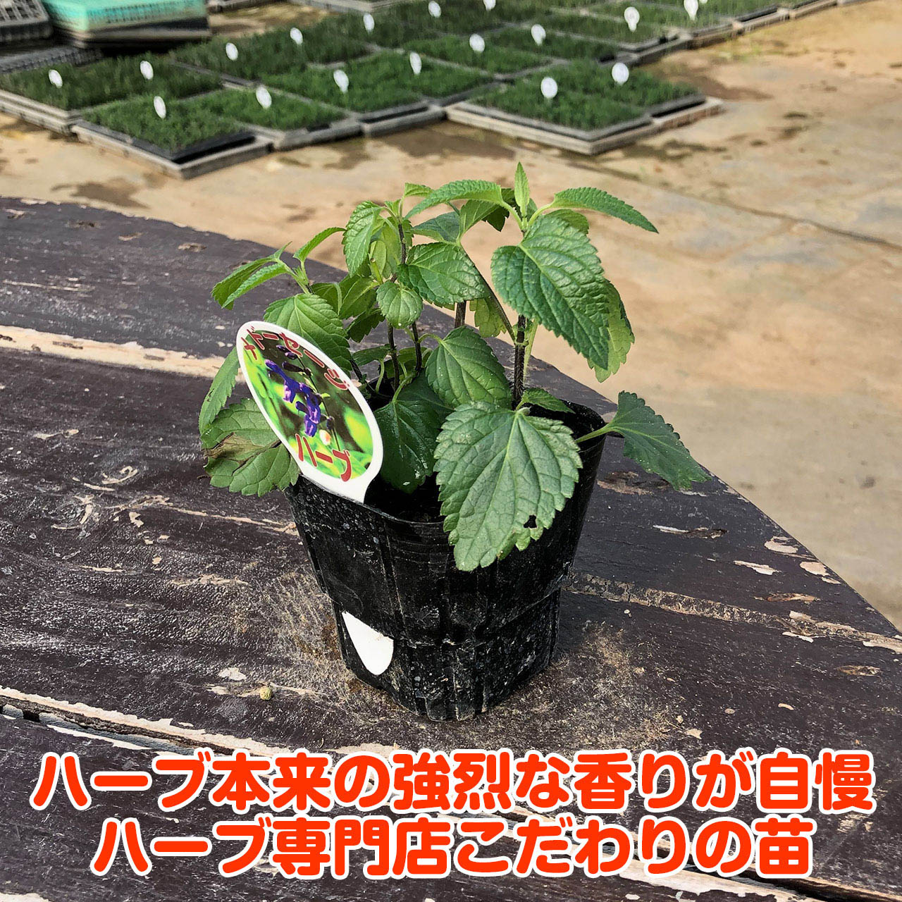 Sale Off ハーブ 苗 メドー セージ 花苗 苗木 多年生 多年草 栽培 寄せ植え 育て方 使い方 選び方 野菜 販売 収穫 時期 ハーブティ セージティ 作り方 乾燥 ドライ アロマ 香水 強壮 消化促進 健胃 整腸 サルビア セージグリーン 色