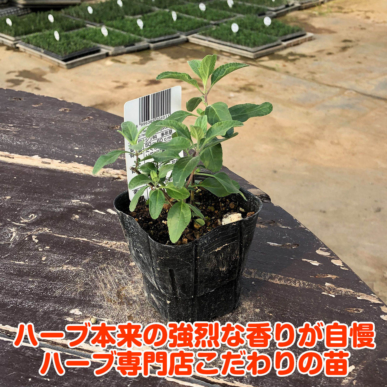 楽天市場 ハーブ 苗 チェリー セージ レッド 花苗 苗木 多年生 多年草 宿根草 栽培 寄せ植え 育て方 使い方 選び方 野菜 販売 収穫 時期 ハーブティー セージティー 作り方 乾燥 ドライ アロマ 香水 強壮 消化促進 サルビア セージグリーン 花 チェリーred ハーブ苗の