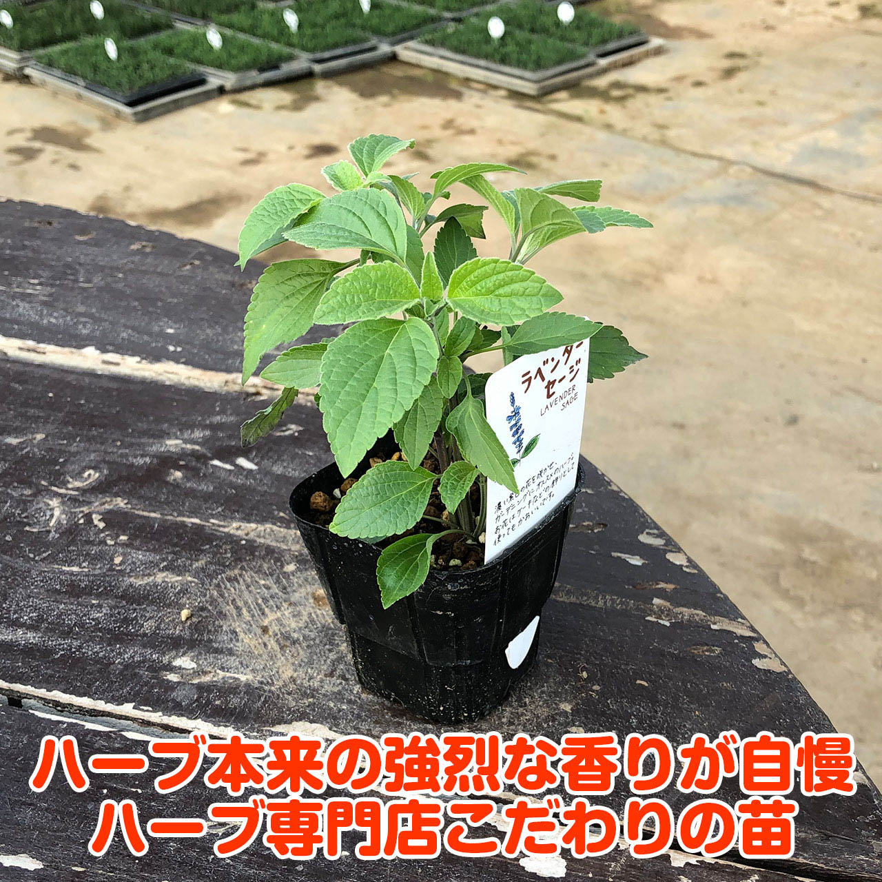 楽天市場 ハーブ 苗 ラベンダー セージ 花苗 苗木 多年生 多年草 栽培 寄せ植え 育て方 使い方 選び方 野菜 販売 収穫 時期 料理 レシピ 簡単 肉 ハーブティ セージティ 作り方 乾燥 ドライ アロマ 香水 強壮 消化促進 サルビア セージグリーン 色 Lavセージ ハーブ苗