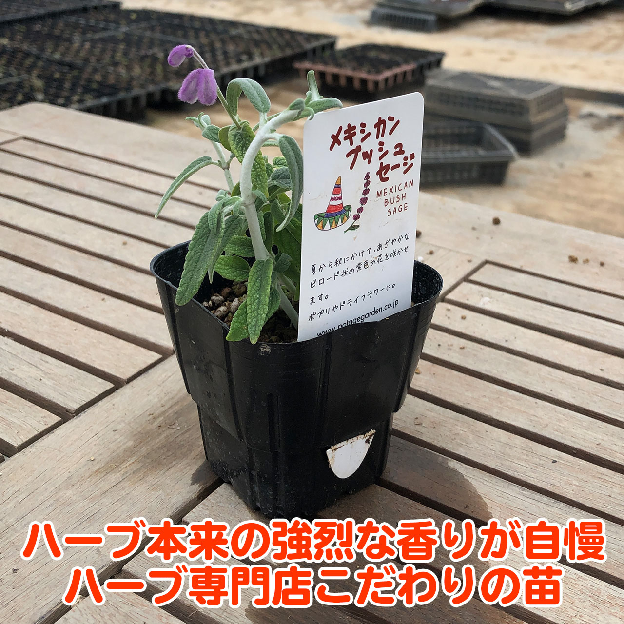 楽天市場 本日p5倍 ハーブ 苗 メキシカンブッシュ セージ アメジスト 花苗 苗木 多年生 多年草 栽培 寄せ植え 育て方 使い方 選び方 野菜 収穫 時期 ハーブティ セージティ 作り方 乾燥 ドライ アロマ 香水 強壮 消化促進 セージグリーン 色 お香 花 Mexセージ