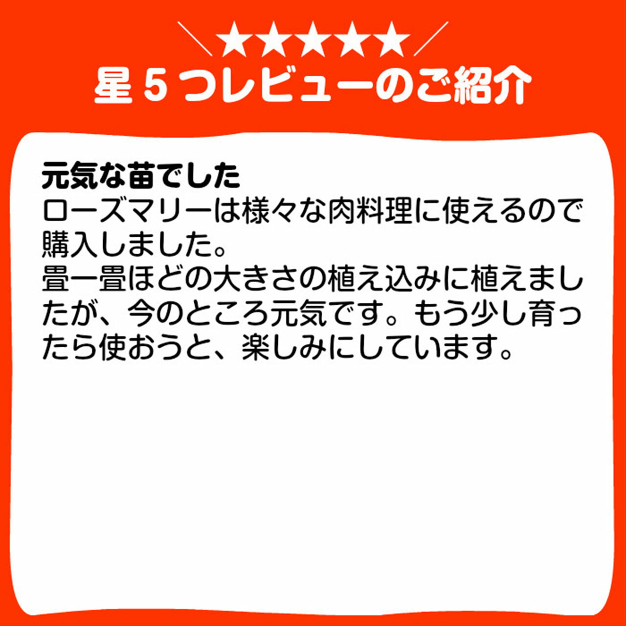 定番のお歳暮 本日p2倍 ハーブ 苗 ローズマリー ディープブルー 精油 鉢 鉢植え 花苗 苗木 栽培キット 室内 庭 ベランダ 育て方 使い方 ガーデン 卸 ドライフラワー アロマオイル 効能 ラベンダー ミント 寄せ植え レシピ 挿し木 花 ギフト 誕生日 プレゼント Trofej