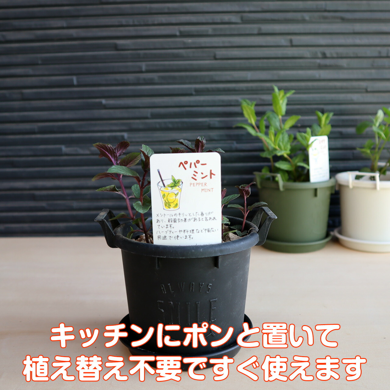 楽天市場 ハーブ ペパーミント 苗 植え替え不要 苗 セット プラ製プランター かわいい 寄せ植え ハーブティー ハーブガーデン 観葉植物 送料無料 バジル ローズマリー ミント 花苗 苗木 家庭菜園 女子力 鉢植え 土 Herb ハーブ苗のポタジェガーデン