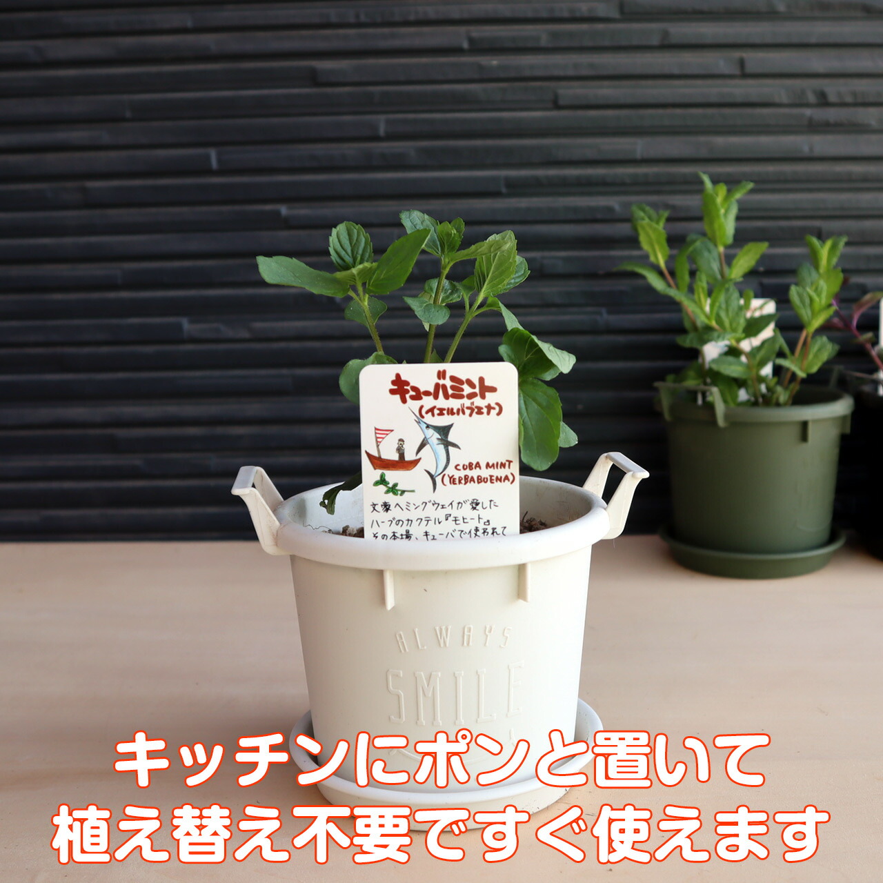 楽天市場 本日p2倍 ハーブ イエルバブエナ 苗 植え替え不要 苗 セット プラ製プランター かわいい 寄せ植え ハーブティー ハーブガーデン 観葉植物 送料無料 バジル ローズマリー ミント 花苗 苗木 家庭菜園 女子力 鉢植え 土 Herb ハーブ苗のポタジェガーデン