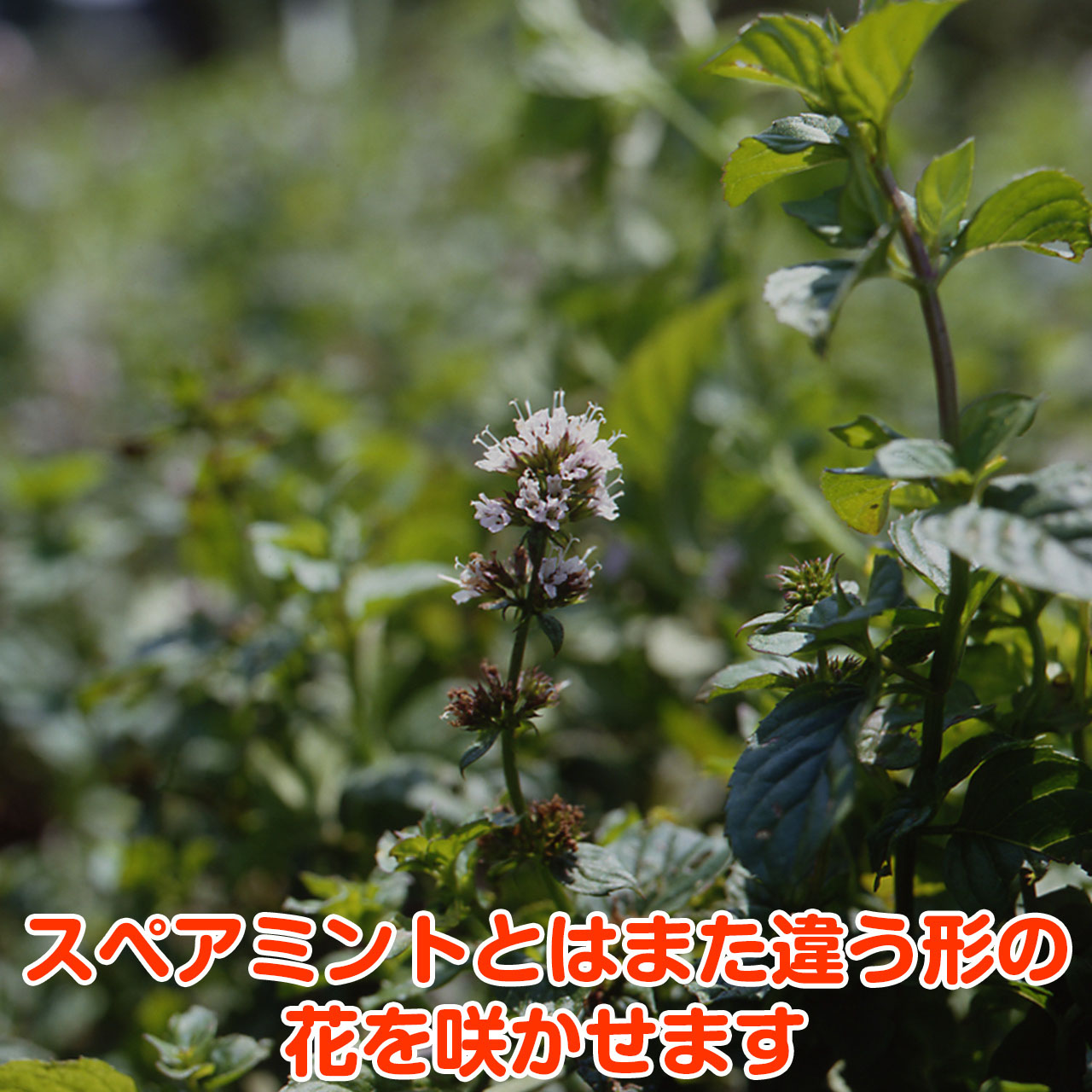 楽天市場 ハーブ 苗 オレンジミント ハーブティ ハッカ油 虫除け グリーン 鉢植え 栽培方法 育て方 使い方 選び方 種類 花苗 簡単 プランター セット 栽培キットも ミントグリーン ドライハーブ バジル ローズマリー 寄せ植え 野菜 種春 夏 秋 冬 オレンジm ハーブ苗