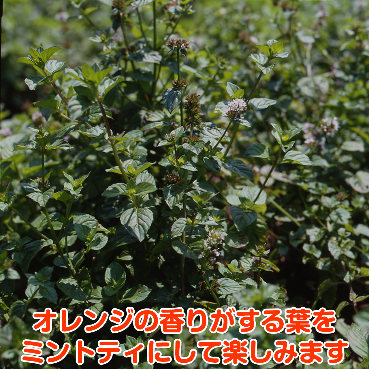 楽天市場 ハーブ 苗 オレンジミント ハーブティ ハッカ油 虫除け グリーン 鉢植え 栽培方法 育て方 使い方 選び方 種類 花苗 簡単 プランター セット 栽培キットも ミントグリーン ドライハーブ バジル ローズマリー 寄せ植え 野菜 種春 夏 秋 冬 オレンジm ハーブ苗