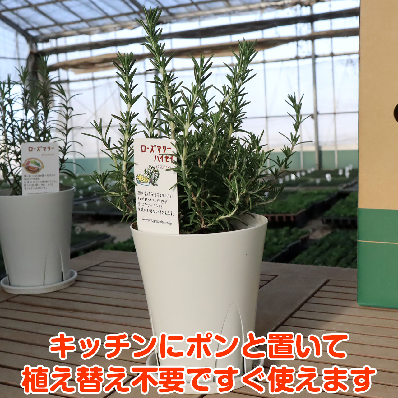 楽天市場 Tv紹介 ハーブ 苗 ローズマリー 立性 這性 カラープランター入り 送料無料 買いまわり 買い回り ポッキリ 寄せ植え 栽培キット かわいい ハーブティー ハーブガーデン ガーデニング 観葉植物 カモミール ミント タイム 花苗 苗木 ハーブ苗のポタジェガーデン