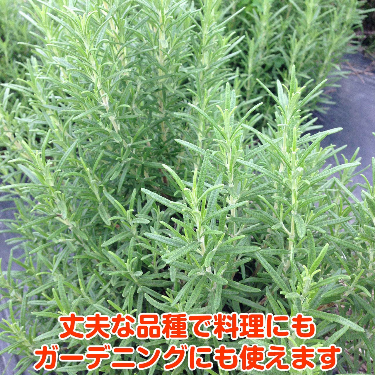 楽天市場 ハーブ 苗 ローズマリー マリンブルー 精油 鉢 鉢植え 花苗 苗木 栽培キット 室内 庭 ベランダ 食用 育て方 使い方 ガーデン 卸 ドライフラワー アロマオイル 効能 ラベンダー ミント タイム 寄せ植え 花 ギフト 誕生日 プレゼント マリン ハーブ苗の