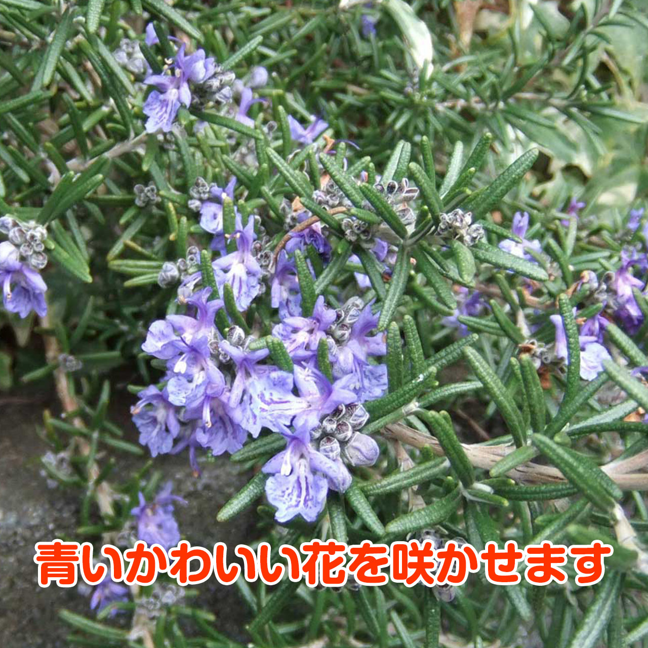 楽天市場 本日p2倍 ハーブ 苗 ローズマリー ミスジェサップ 精油 鉢 鉢植え 花苗 苗木 栽培キット 室内 庭 ベランダ 食用 育て方 使い方 ガーデン 卸 ドライフラワー アロマオイル 効能 ラベンダー ミント タイム 寄せ植え レシピ ギフト 誕生日 プレゼント