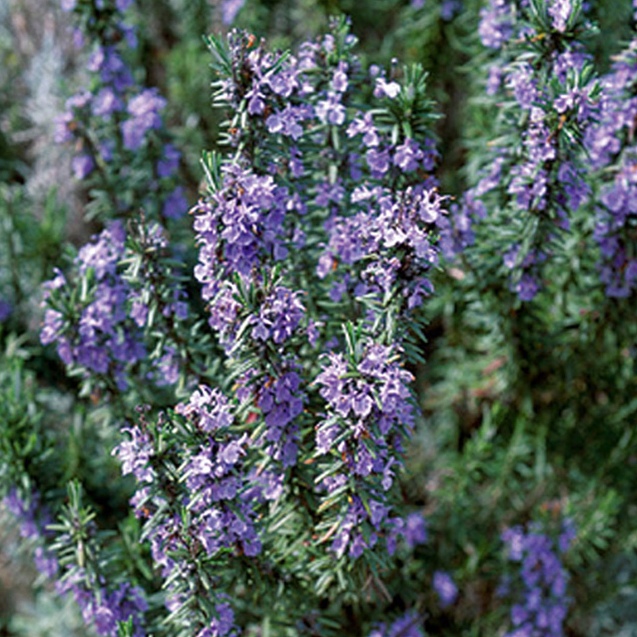 楽天市場 ハーブ 苗 ローズマリー レックス 精油 鉢 鉢植え 花苗 苗木 栽培キット 室内 庭 ベランダ 食用 育て方 使い方 ガーデン 卸 ドライフラワー アロマオイル 効能 ラベンダー ミント タイム 寄せ植え 挿し木 花 ギフト 誕生日 プレゼント レックス ハーブ苗の