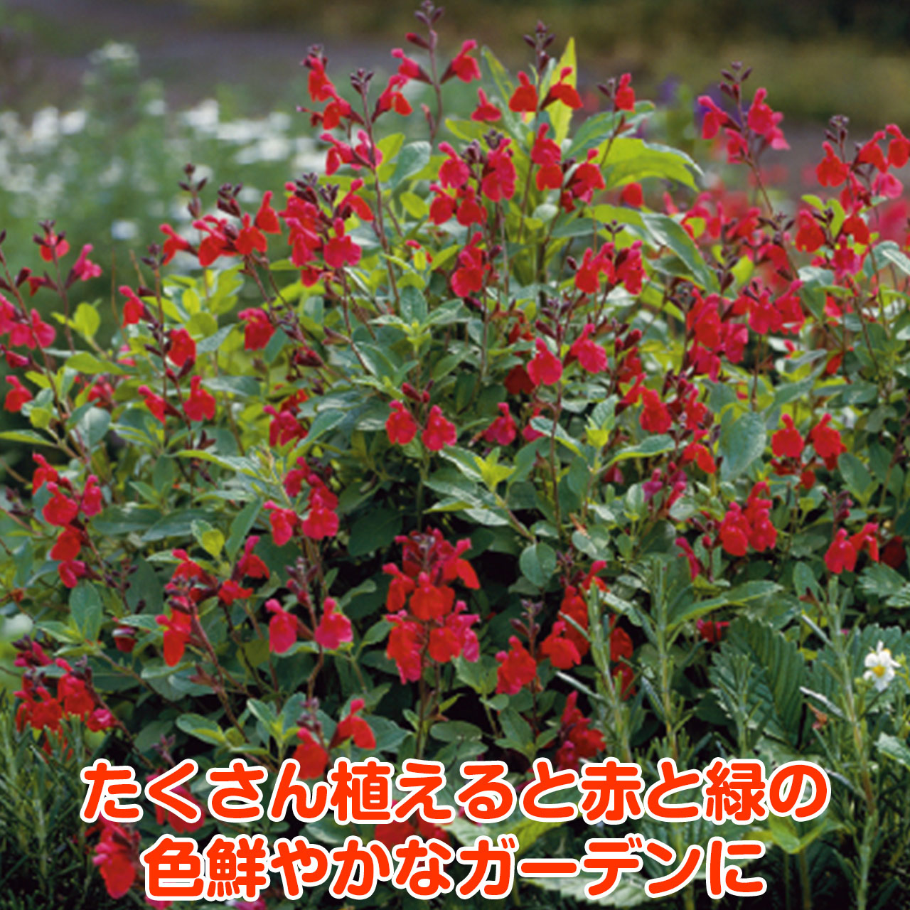 楽天市場 ハーブ 苗 チェリー セージ レッド 花苗 苗木 多年生 多年草 宿根草 栽培 寄せ植え 育て方 使い方 選び方 野菜 販売 収穫 時期 ハーブティー セージティー 作り方 乾燥 ドライ アロマ 香水 強壮 消化促進 サルビア セージグリーン 花 チェリーred ハーブ苗の