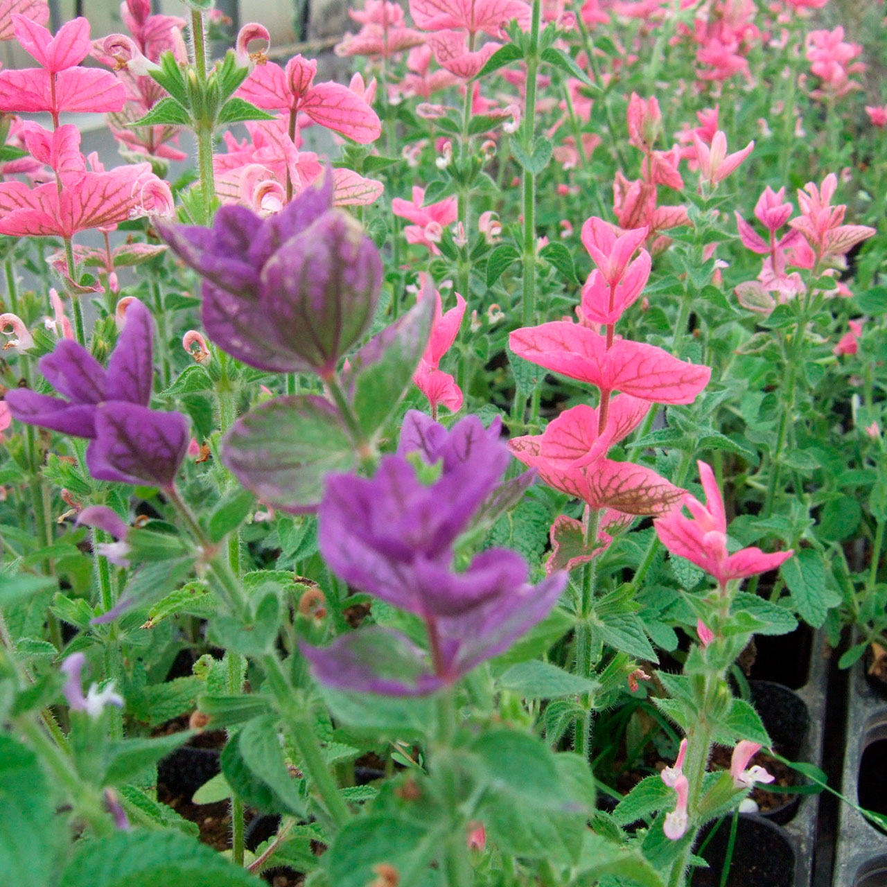 楽天市場 ハーブ 苗 ペインテッド セージ ピンク 花苗 苗木 一年草 栽培 寄せ植え 観賞 育て方 使い方 選び方 収穫 時期 ハーブティ セージティ 作り方 乾燥 ドライ アロマ 香水 強壮 消化促進 健胃 サルビア セージグリーン 色 お香 花 浄化スプレー ハーブ苗の