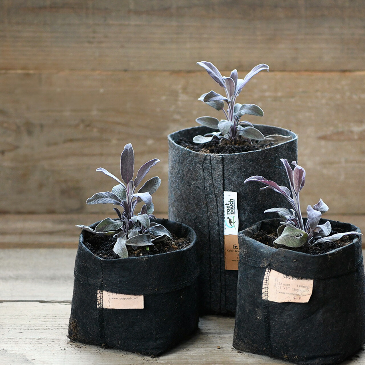 楽天市場 本日p5倍 ハーブ 苗 パープル セージ 花苗 苗木 多年生 多年草 栽培 寄せ植え 育て方 使い方 野菜 収穫 時期 作り方 乾燥 ドライ アロマ 香水 強壮 消化促進 健胃 整腸 解熱 血圧降下 サルビア セージグリーン 色 お香 花 花言葉 浄化スプレー