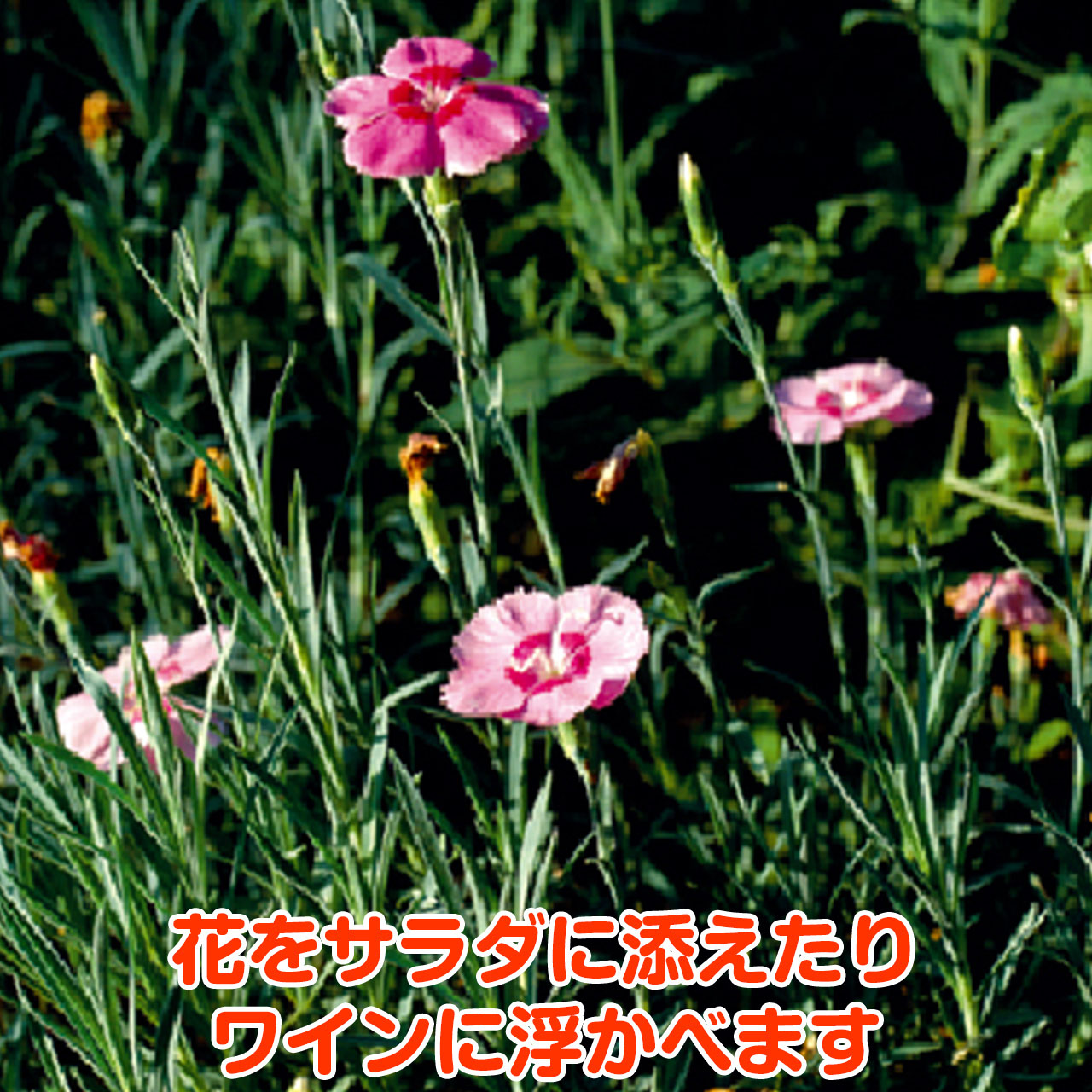 楽天市場 本日p2倍 ハーブ 苗 クローブピンク ハーブティー 栽培キット 寄せ植え 鉢植え タイム 乾燥 ドライハーブ セット 室内 プランター 種 ラベンダー 苗木 花苗 観葉植物 ハーブガーデン ハーブミックス ハーブの土 かわいい ハーブ苗のポタジェガーデン