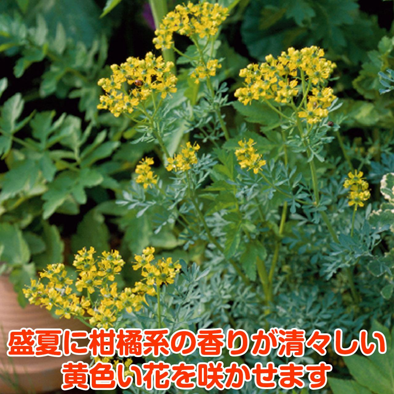 楽天市場 ハーブ 苗 ルー ハーブティー 栽培キット 寄せ植え 鉢植え タイム 乾燥 ドライハーブ セット 室内 プランター 種 ラベンダー 苗木 花苗 観葉植物 ハーブガーデン ハーブミックス ハーブの土 かわいい ハーブ苗のポタジェガーデン