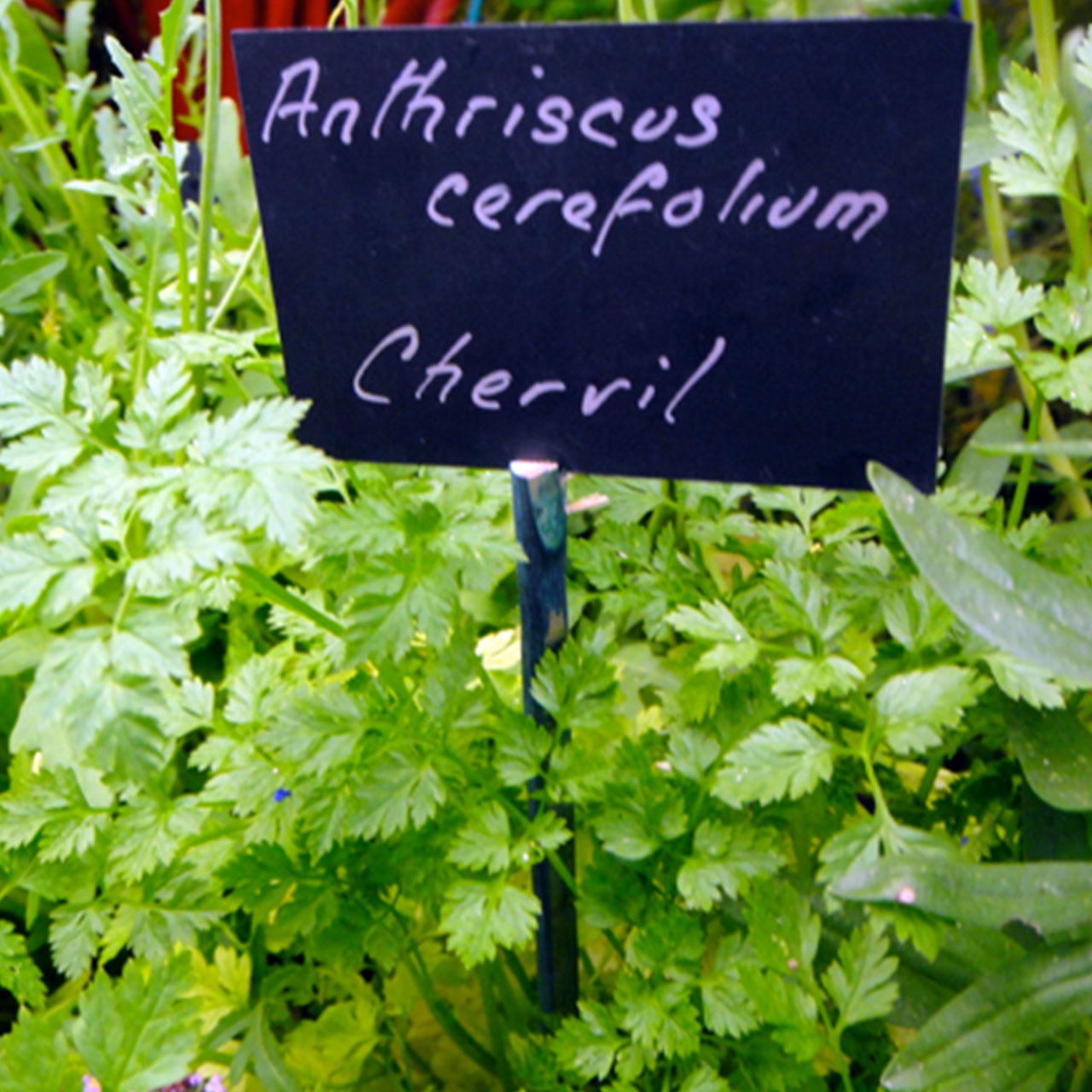 楽天市場 本日p5倍 秋 野菜苗 チャービル ハーブ 苗 栽培キット 寄せ植え 鉢植え タイム 乾燥 ドライハーブ セット 室内 プランター 種 ラベンダー 苗木 花苗 観葉植物 ハーブガーデン ハーブミックス ハーブの土 かわいい ハーブ苗のポタジェガーデン