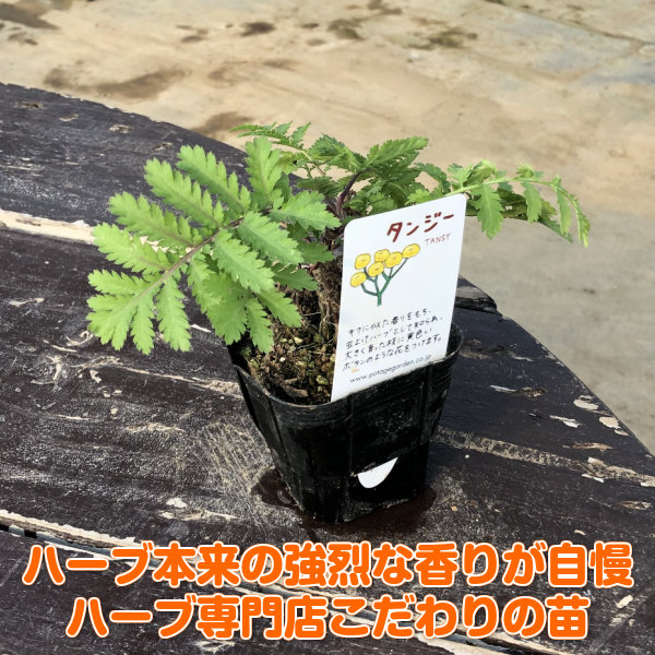 楽天市場 ハーブ 苗 タンジー ハーブティー 栽培キット 寄せ植え 鉢植え タイム 乾燥 ドライハーブ セット 室内 プランター 種 ラベンダー 苗木 花苗 観葉植物 ハーブガーデン ハーブミックス ハーブの土 かわいい ハーブ苗のポタジェガーデン