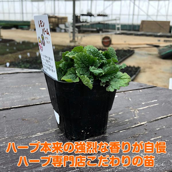 楽天市場 ハーブ 苗 セット レモンバーム 15個 送料無料 ハーブティー ハーブ 苗 セット 寄せ植え 鉢植え 栽培キット 種 野菜 ミント ラベンダー ローズマリー 花 東京 時期 卸 春 夏 秋 冬 種類 詰め合わせ Herb Lemonbalm バーム15個 ハーブ苗のポタジェガーデン