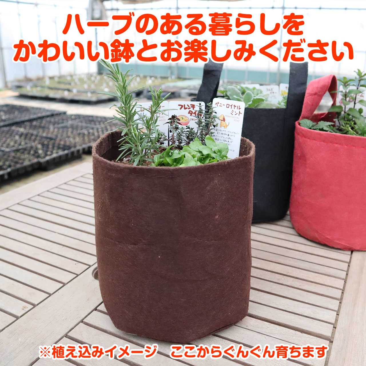 方今p2倍加 ハーブ 育成一揃いの道具 始まり手提 紅茶 苗3個 苗 一揃い フェルトプランター 愛おしい 寄せ植え ハーブティー ハーブ園 観葉植物 送料無料 バ顎 ローズマリー ペパーミント ピーク苗 若木 世帯野菜園 女子能力 鉢植え 土壌 Herb Nobhillmusic Com