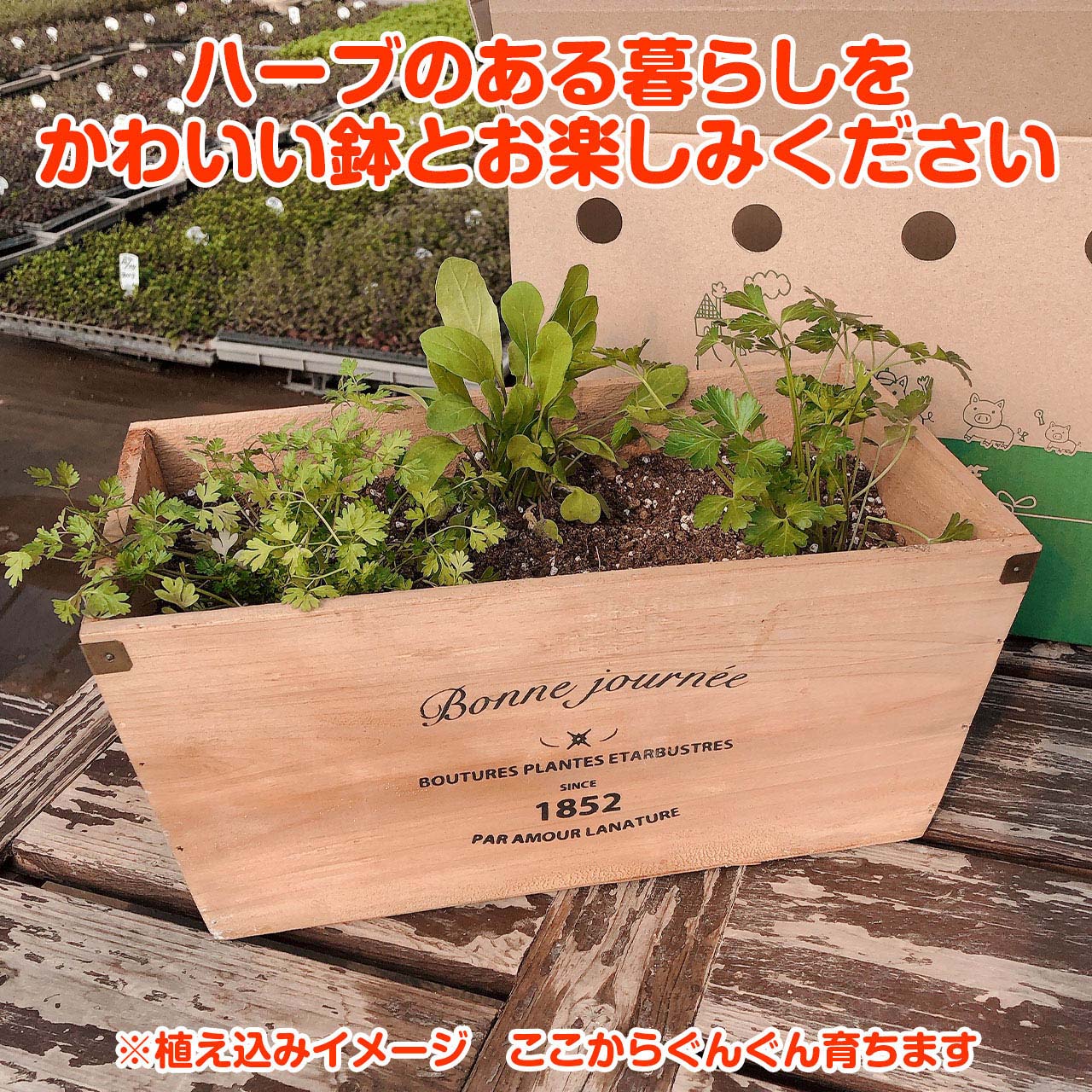 ハーブ 栽培キット 苗 セット 木製プランター かわいい 寄せ植え ハーブティー ハーブガーデン 観葉植物 送料無料 バジル ローズマリー ミント 花苗 苗木 家庭菜園 キット 巣ごもり 鉢植え 土 Herb ナチュラルウッドプランター長角l 苗4個 Korkmazmauritius Com