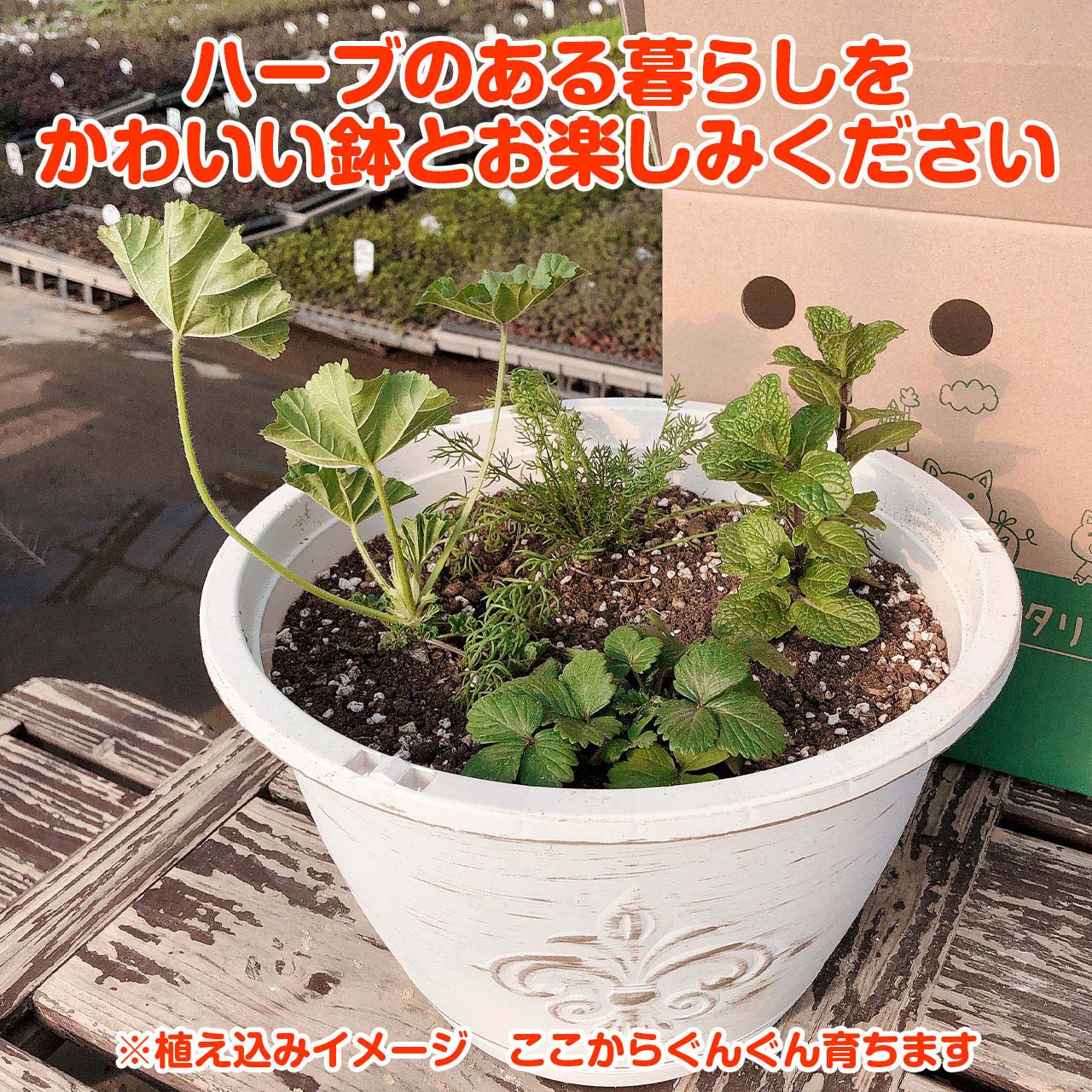 ハーブ 栽培キット バジル ローズマリー 観葉植物 ハーブティー 苗 寄せ植え 送料無料 かわいい プラ製プランター セット ハーブガーデン