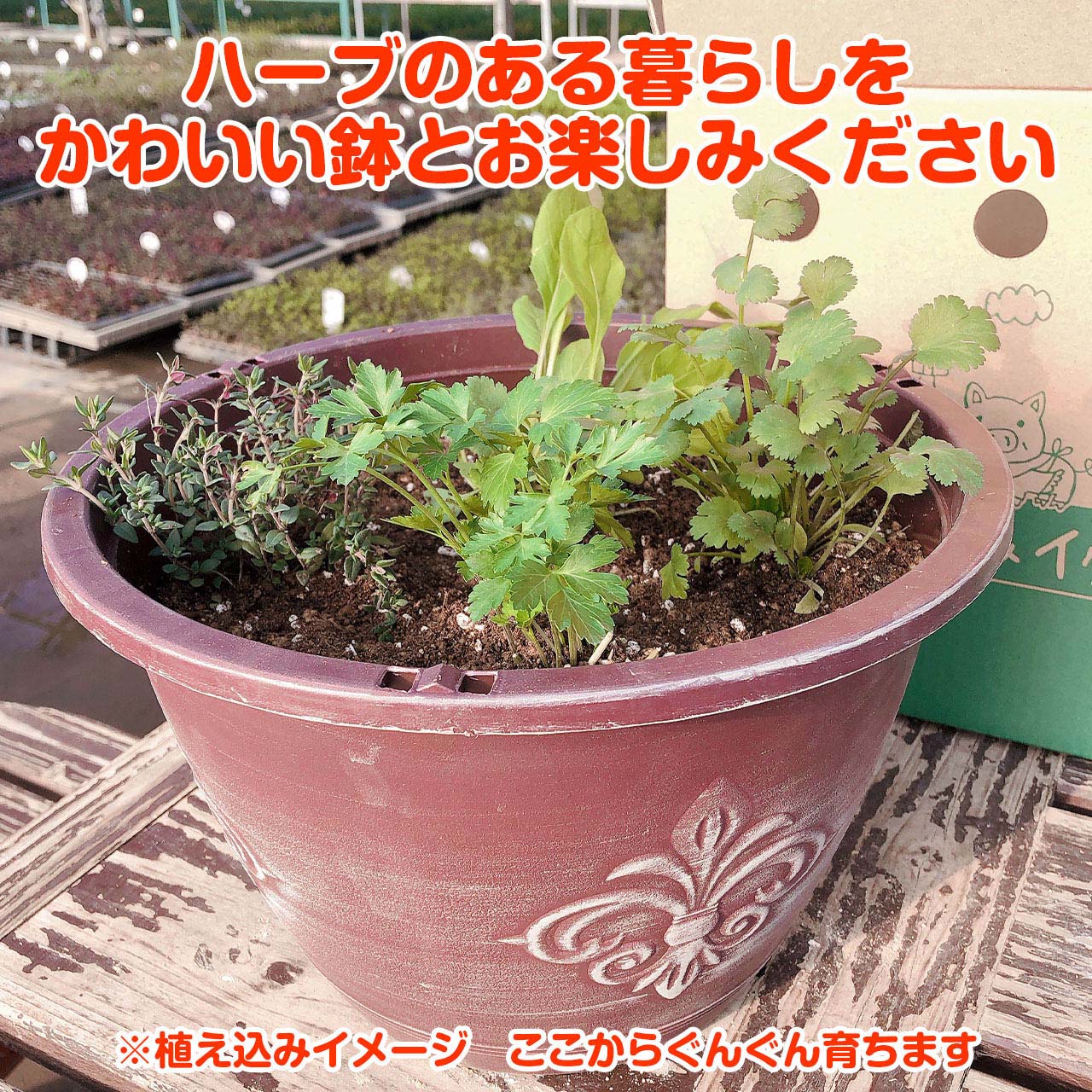 ハーブ 栽培キット ローズマリー 送料無料 苗 ハーブティー 観葉植物 寄せ植え バジル ハーブガーデン かわいい プラ製プランター セット