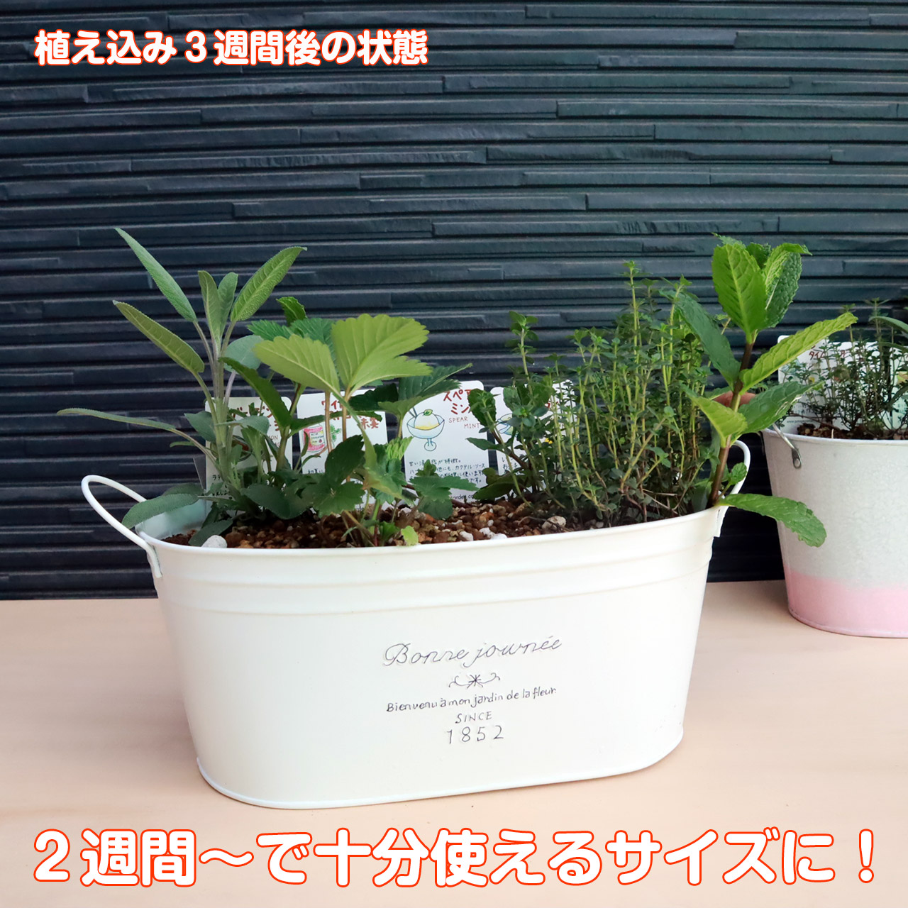 ハーブ 栽培キット 苗4個 ブリキプランター セット 寄せ植え フレンチブリキ 苗 ハーブガーデン 観葉植物 ハーブティー かわいい
