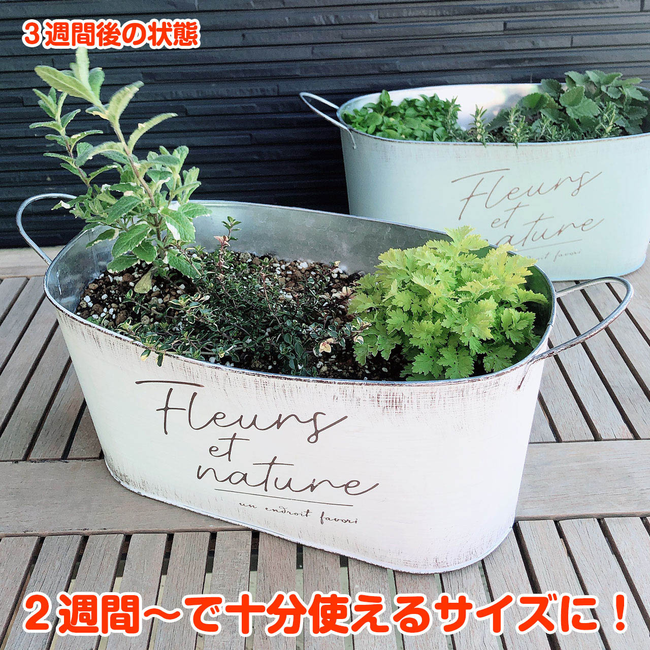 ハーブ 栽培キット 苗 セット ブリキプランター かわいい 寄せ植え ハーブティー ハーブガーデン 観葉植物 送料無料 バジル ローズマリー ミント 花苗 苗木 家庭菜園 キット 巣ごもり 鉢植え 土 Herb モダンラスティブリキ オーバルm 苗3個 Giosenglish Com
