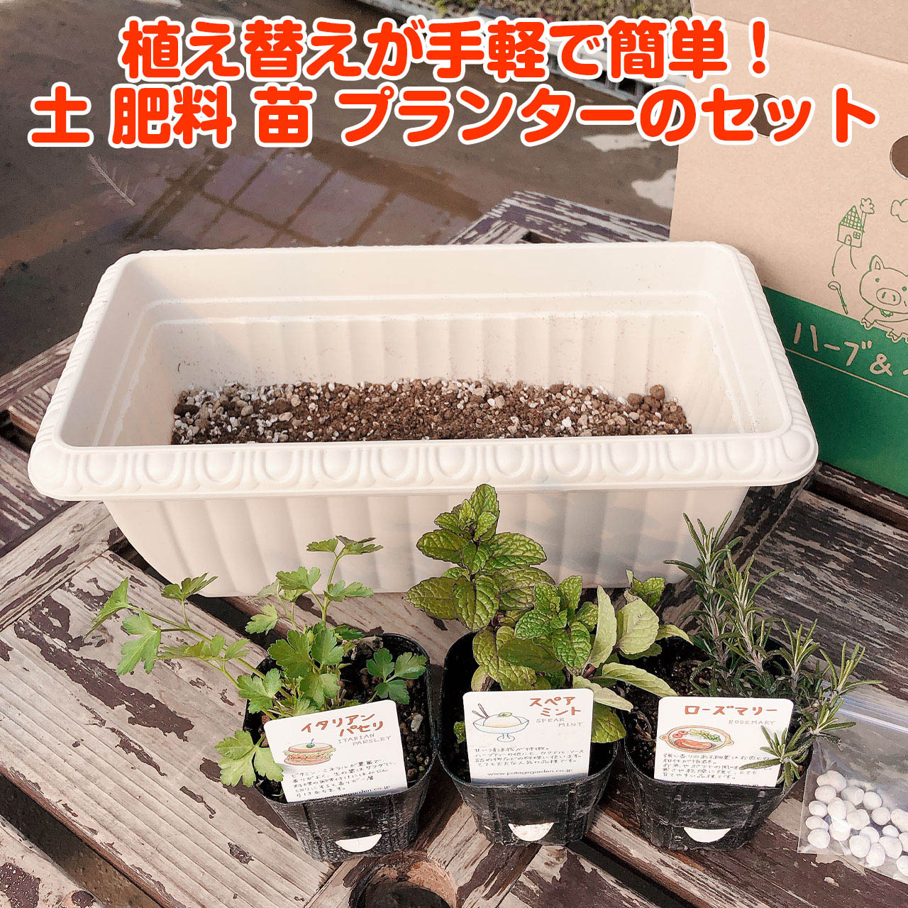 ハーブ 栽培キット ローズマリー 観葉植物 寄せ植え プラ製プランター かわいい バジル 苗 送料無料 ハーブティー ハーブガーデン セット
