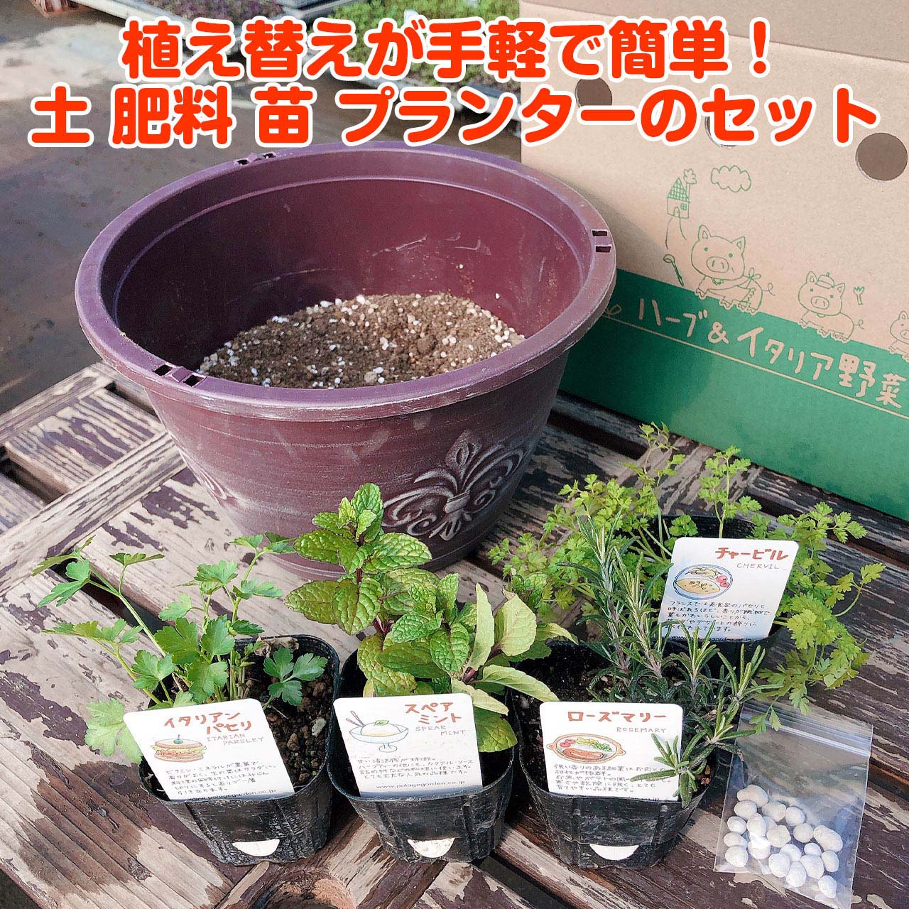 ハーブ 養う道具一式 苗 セット プラ製プランター きれい 寄せ植え ハーブお茶 ハーブ苑 観葉植物 送料無料 バエラ ローズマリー ペパーミント 盛時苗 苗木 家族野菜園 キット 鉢植え 大地 Herb アンティークワンポイント釣下げグループ 茶葉 苗4個 Foxunivers Com