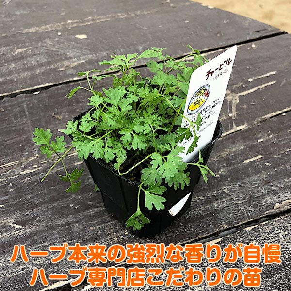 楽天市場 ハーブ 苗 チャービル ハーブティー 栽培キット 寄せ植え 鉢植え タイム 乾燥 ドライハーブ セット 室内 プランター 種 ラベンダー 苗木 花苗 観葉植物 ハーブガーデン ハーブミックス ハーブの土 かわいい ハーブ苗のポタジェガーデン