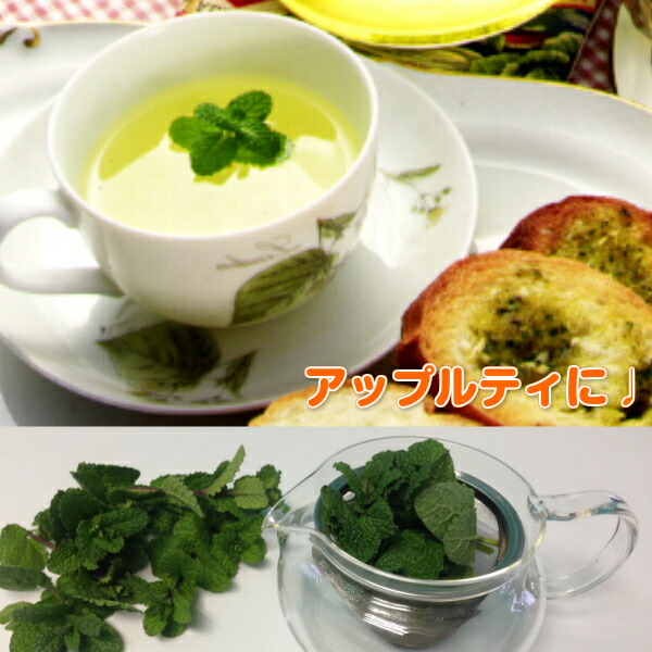 ハーブ 苗 30個 アップル30個 アップルミント グリーン セット ハッカ油 ハーブティー バジル プランター ミントグリーン ローズマリー 使い方 冬 夏 寄せ植え 春 栽培キット 栽培方法 秋 種 種類 簡単 育て方 花苗 虫除け 送料無料 選び方 鉢植え ショップ セット