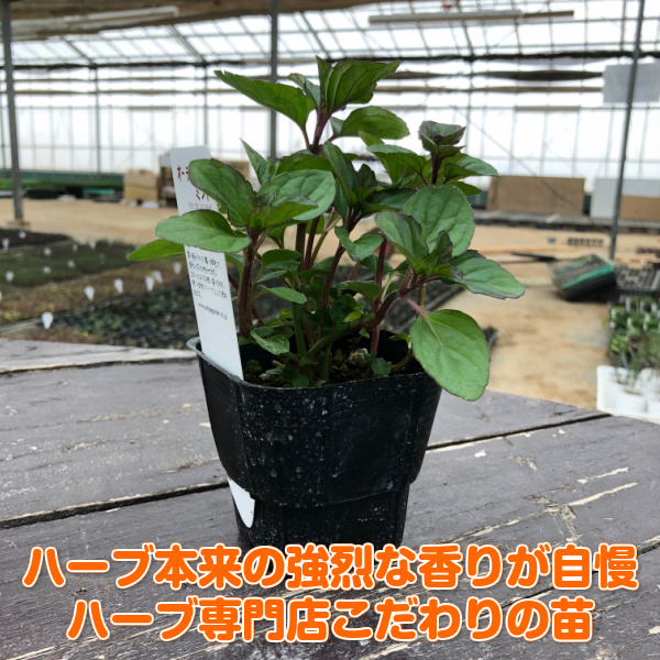 楽天市場 ハーブ 苗 オーデコロンミント ハーブティ ハッカ油 虫除け グリーン 鉢植え 栽培方法 育て方 使い方 選び方 種類 花苗 プランター 栽培キット ミントグリーン ドライハーブ ラベンダー バジル ローズマリー 寄せ植え 野菜 種 春 夏 秋 冬 オーデコロンm