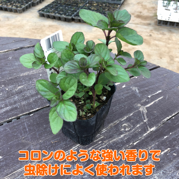 楽天市場 ハーブ 苗 オーデコロンミント ハーブティ ハッカ油 虫除け グリーン 鉢植え 栽培方法 育て方 使い方 選び方 種類 花苗 プランター 栽培キット ミントグリーン ドライハーブ ラベンダー バジル ローズマリー 寄せ植え 野菜 種 春 夏 秋 冬 オーデコロンm