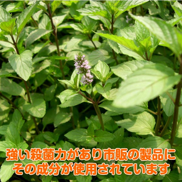 Tv引き合す ハーブ 苗 組み ミント 30個 ハーブ紅茶 薄荷油類 虫除け 翠 鉢植え 生出手口 育て方角 狙い 選び方 穀粒類 全盛苗 簡明 プランター 栽培道具一式 ミントグリーン バ内鰓 ローズマリー 寄せ植え 草片 種 プリンタン 炎節 秋期 三冬 ペパー30個